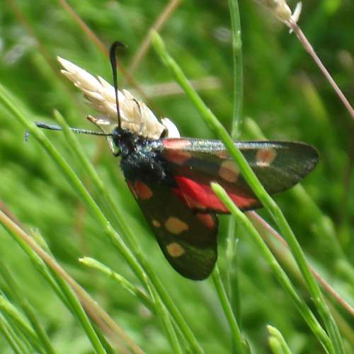 Burnet Moth